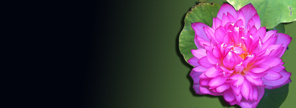 lotus-flower-slider-
